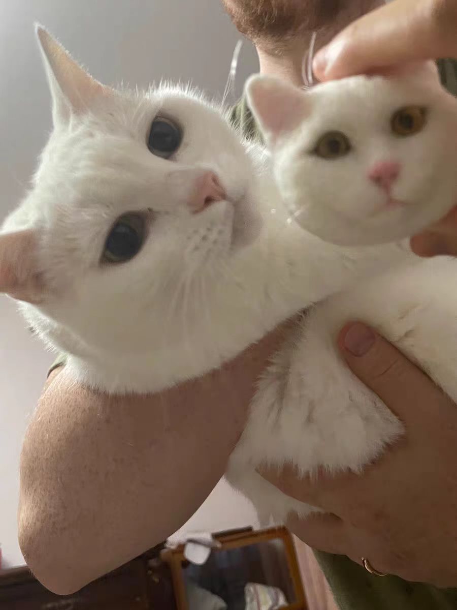Cat head, short fur, single color