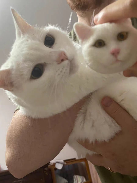 Cat head, short fur, single color